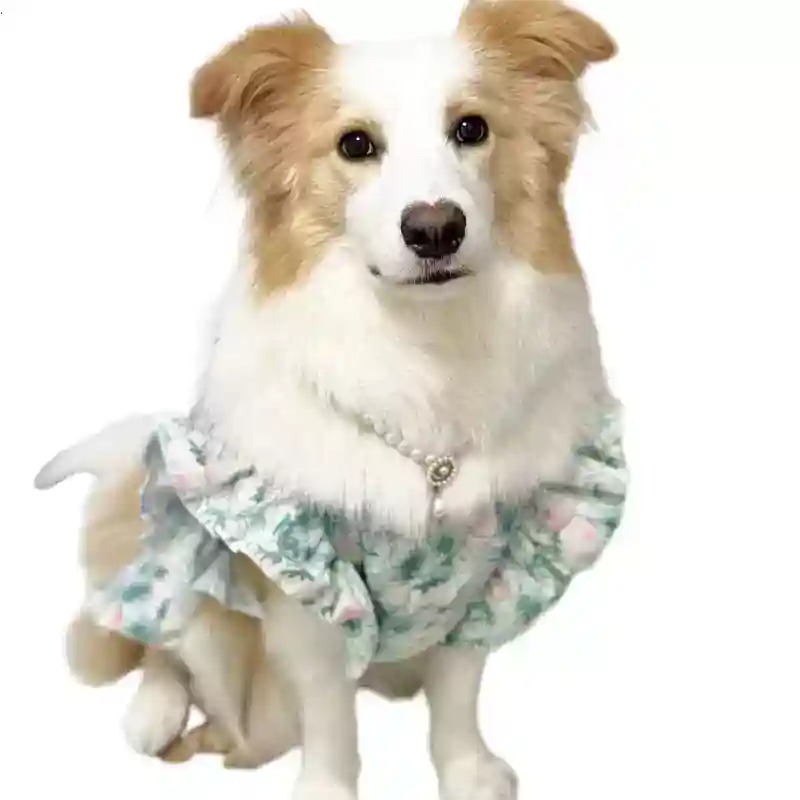 Vêtements pour animaux de comp - Summer Dog Clothing avis et prix