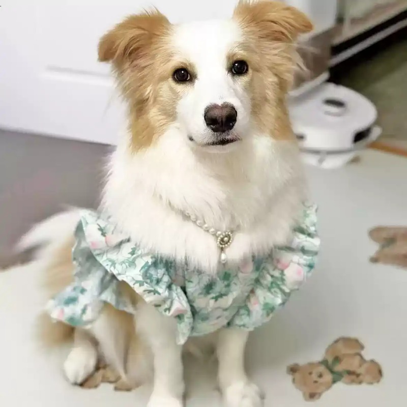Vêtements pour animaux de comp - Summer Dog Clothing avis et prix