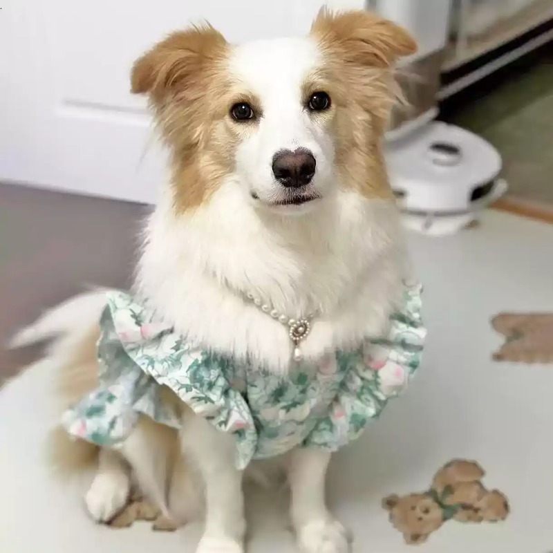 Vêtements pour animaux de comp - Summer Dog Clothing avis et prix