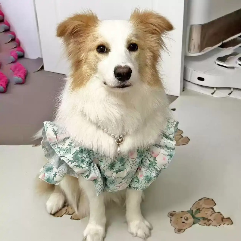 Vêtements pour animaux de comp - Summer Dog Clothing avis et prix