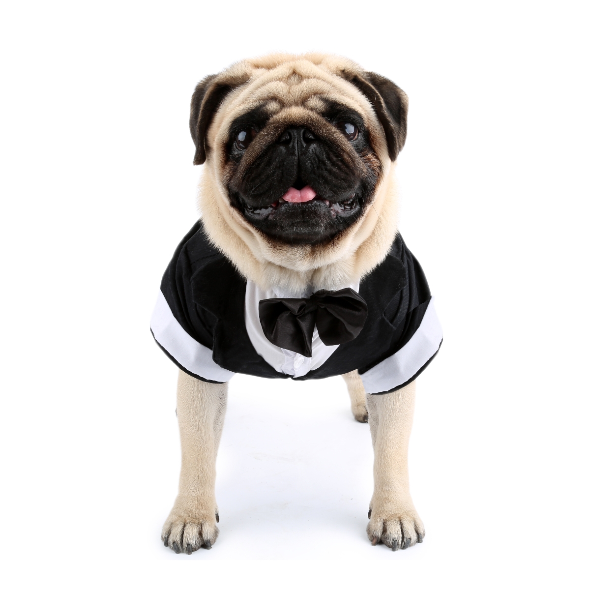 Chemise pour chien, vêtements  - Summer Dog Clothing avis et prix